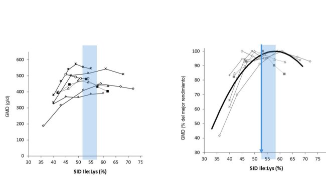 Figure 1: Results in piglet growth from different studies considering various Ile:Lys SID ratios. Growth is expressed as an absolute value or as the percentage of the best performance. Source: Ajinomoto Animal Nutrition Europe