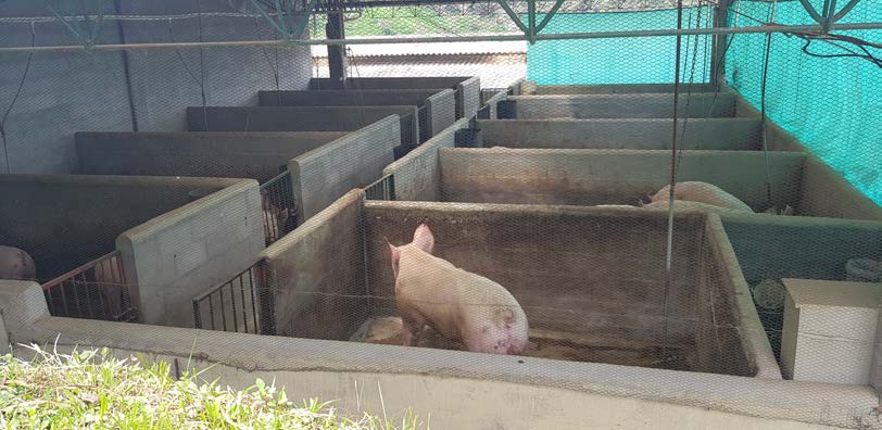 Area for the boars and where the replacement animals&nbsp;enter the farm
