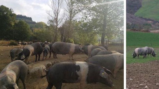 Figure 2 and 3. Cinta Senese sow with piglets (left) and boar (right).