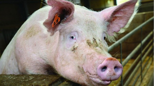 Clean livestock vehicles could limit the impact of a UK outbreak of African swine fever.