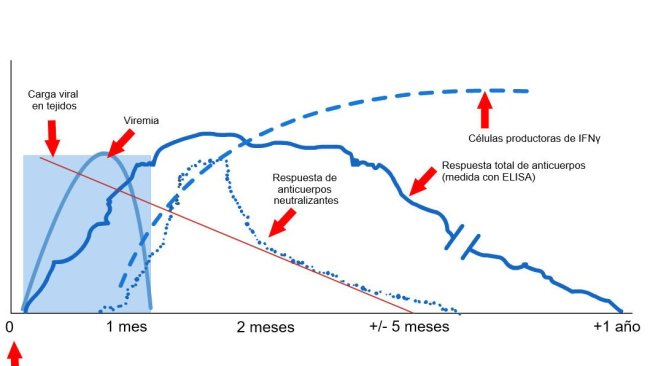 Graphic 1: Immune system response of a sow infected by PRRS virus (López and Osorio, 2004).