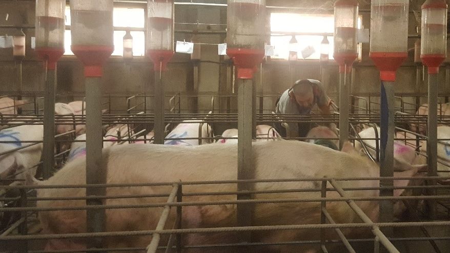 It is imperative to heat detect with the male in front of the sows. The farm worker must play an active role in heat detection; touching, pressing on the sows&nbsp;without scaring them.
