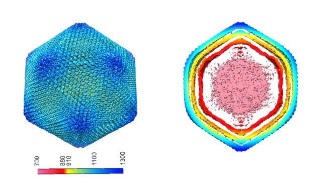 On the left, representation of the outermost capsid of the African swine fever virus and on the right the virus cut in front and back showing the inner layers colored by radial distance (outer capsid, in blue; icosahedral internal membrane, in yellow; internal capsid, in red; nucleoid with genome, in pink; the outermost pleomorphic membrane is not represented). The color scale with the numbers indicates the radii and is in Angstroms.