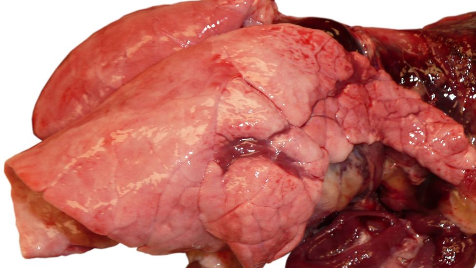 Picture 1. Viral pneumonia due to influenza infection in a growing pig.
