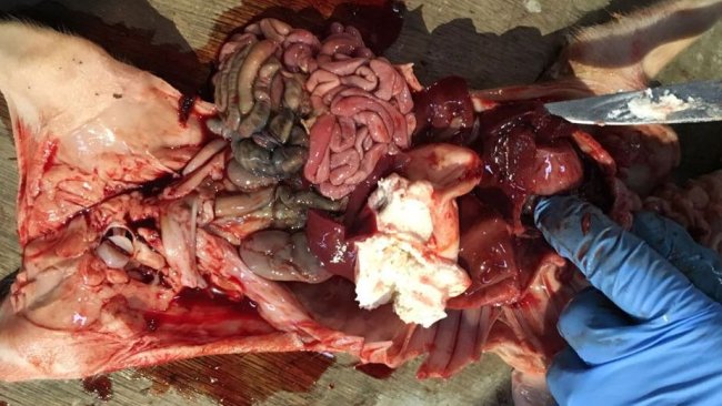 Figure 2. Four-day-old piglet with haemoperitoneum & haemothorax with full stomach.
