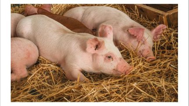 SADER Mexico swine diseases