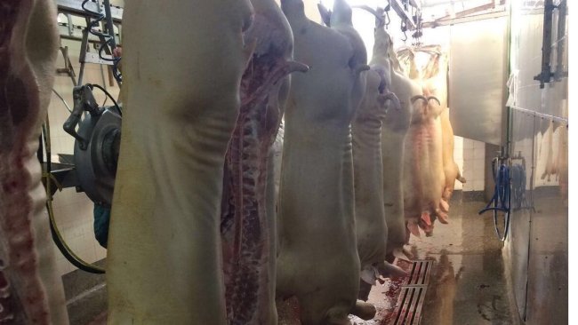 Pork