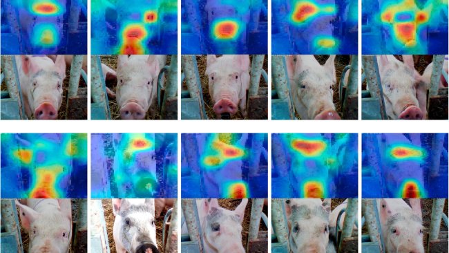 Figure 6: Facial recognition applied to pigs. Source: Hansen et al. 2018
