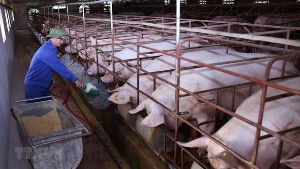 Asf Vietnam Status Update Challenges And Effects Swine News Pig333 Pig To Pork Community