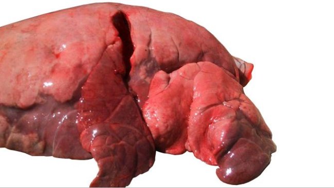 Figure 4: Cranial and middle lobes affected by bronchointerstitial pneumonia caused by SIV
