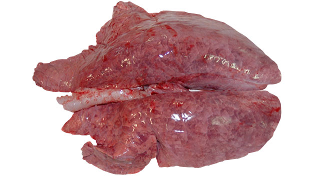 Figure1: Interstitial pneumonia caused by PRRSV.
