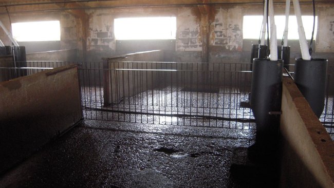 Persistence of coronaviruses on inanimate surfaces