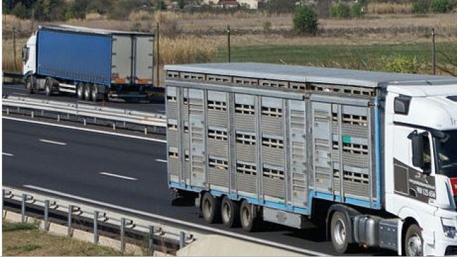 livestock transport