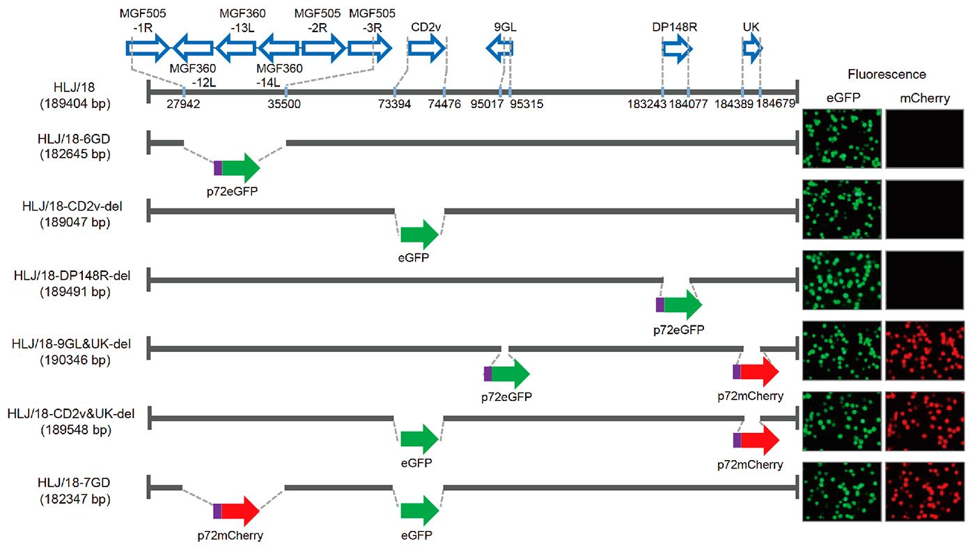 Figure 1. Generation and virulence evaluation of different gene-deleted African swine fever viruses (ASFVs). Schematic representation of the gene(s) and region(s) deleted in each gene-deleted ASFV. The deleted gene segments were replaced with the p72eGFP, eGFP, or p72mCherry reporter gene cassette as indicated. The virus-infected primary porcine alveolar macrophages expressing different fluorescence are shown on the right of the panel. Nucleotide positions indicating the boundaries of the deletion relative to the ASFV HLJ/18 genome are indicated.
