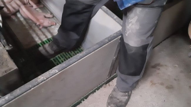 Image 1: Minimize stepping into farrowing crates. Courtesy of: Ramaderies Duch. 