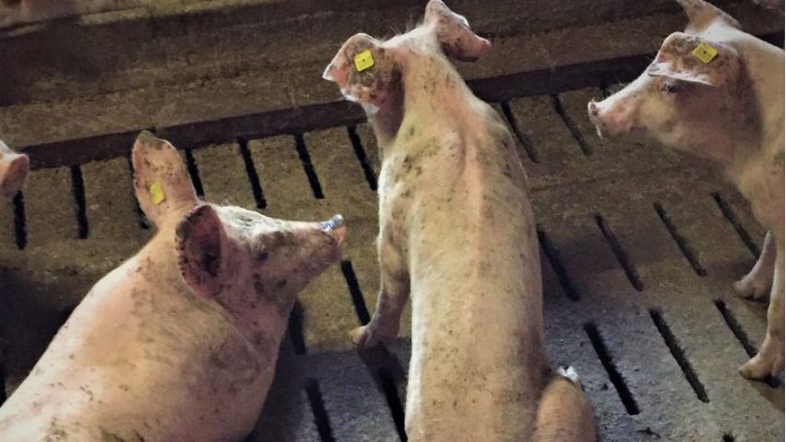 Photo 2: Wasting pig in finishing pen.
