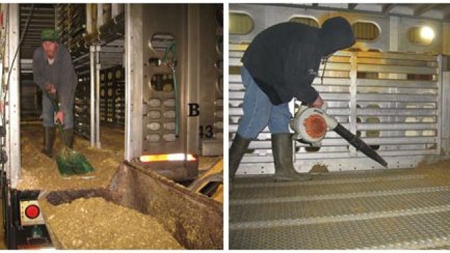 Image 2: Dry cleaning process in which the bulk of organic material is manually removed. Courtesy of Dr Clayton Johnson, Carthage Veterinary Services.