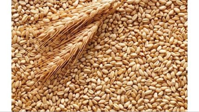 More than half of the volume put up for auction on the first day (200 thousand tons) was sold.