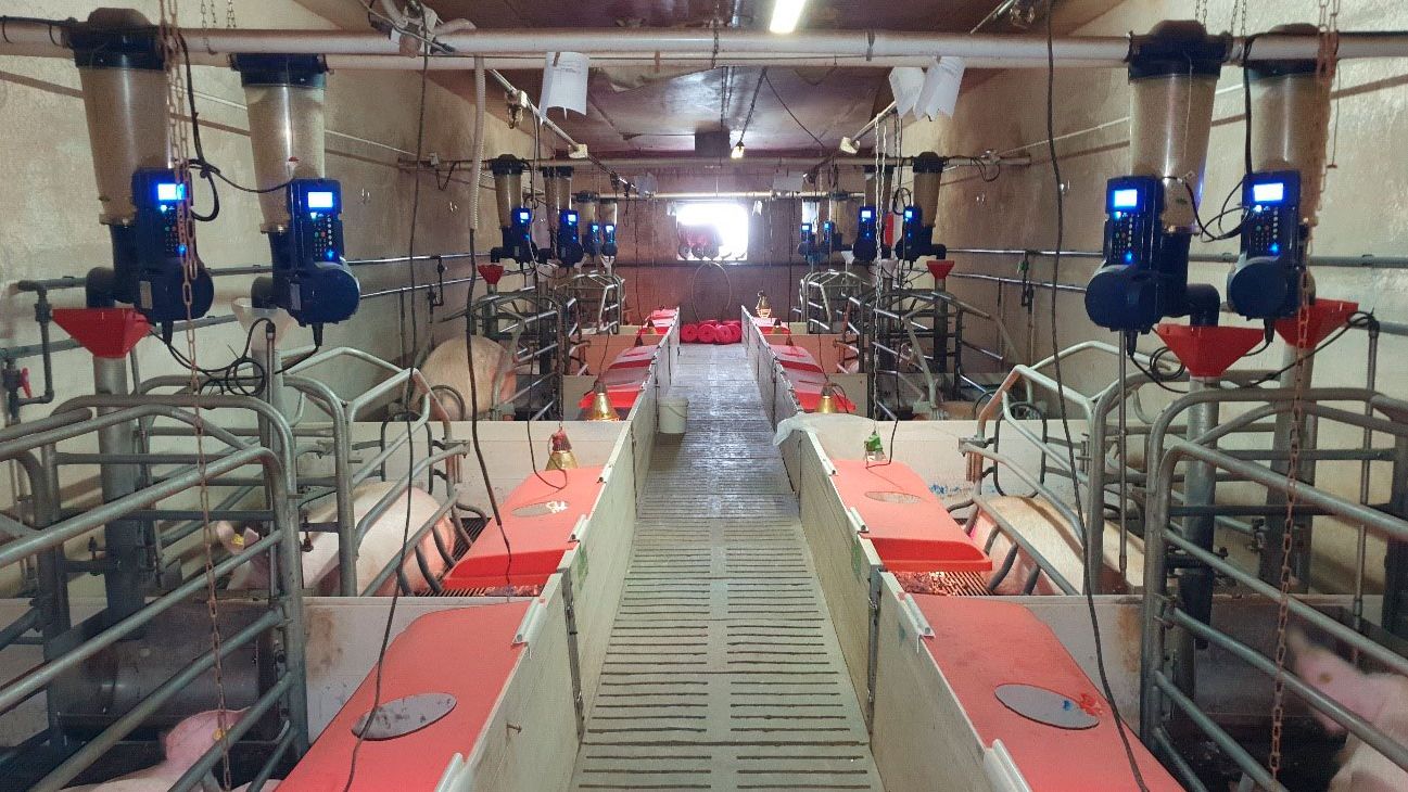 Photo 1. Electronic feeders in farrowing installed on a commercial farm (Centro de Experimentaci&oacute;n Porcino, Aguilafuente, Segovia) where the study was done.
