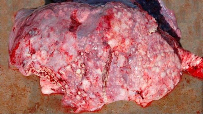 Figure 5: Embolic pneumonia caused by T. pyogenes.