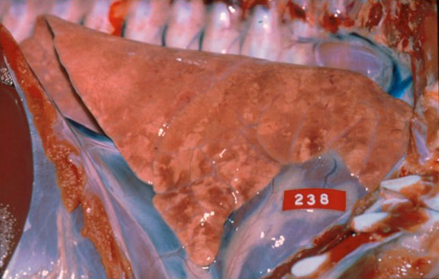 Picture 1. Acute PRRS -The macroscopic picture of this wet and heavy lung (sometimes with costal impressions on the surface), can be seen at an acute stage of PRRS
