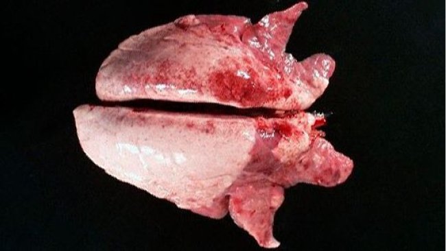Picture 2. Cranio-ventral consolidation of the lung can be seen with Mycoplasma hyopneumoniae.