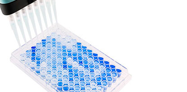 Photo 1. Flat-bottomed, 96-well ELISA plate used for PRRSV serology. Positive samples are shown in blue. Source: Base Pair Biotechnologies.
