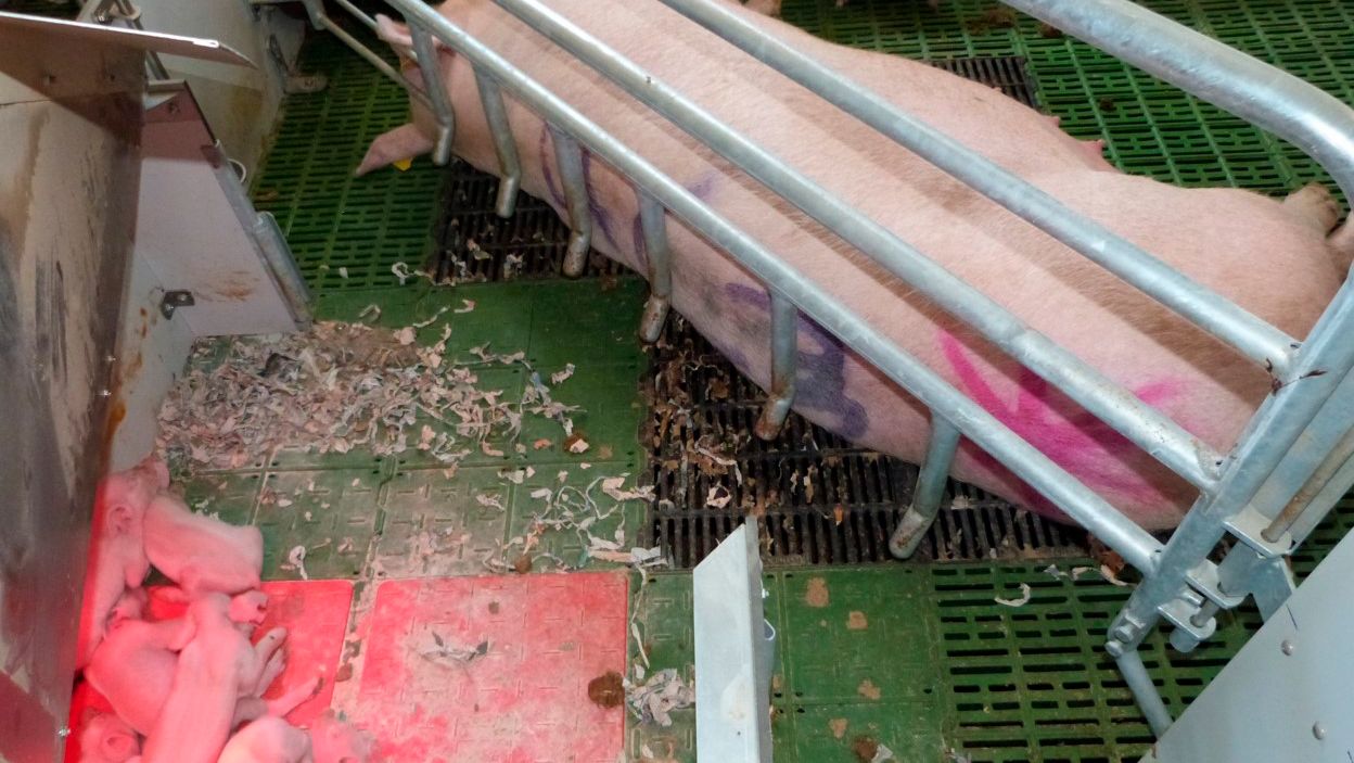 Picture 3. The nest area is a key feature of free farrowing systems. The nest allows the piglets to be safe in a confortable and secure zone and avoid sharing the same space than the sow.
