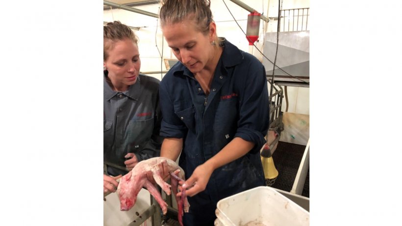 Photo 1. Workers in farrowing room.
