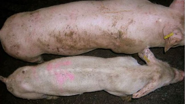 Animals affected by PMWS