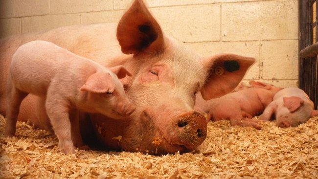 animal health