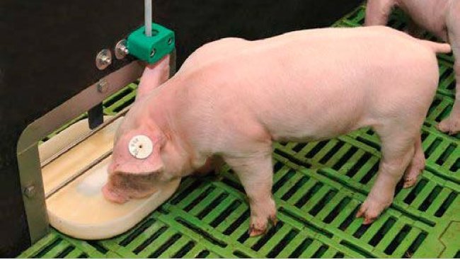 Liquid feed is dosed automatically via a feeding bowl installed in the pen wall between two pens and can thus be reached from both pens. A sensor in the bowls detects its filling level and doses fresh feed according to demand.