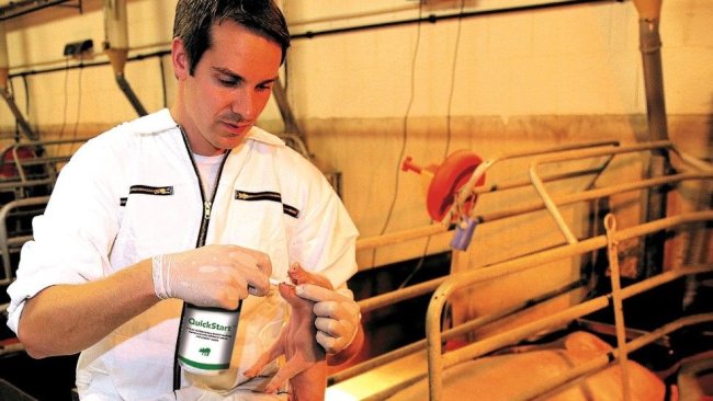 QuickStart, given to new-born piglets and poor doers, provides a high-level energy boost and can inhibit pathogenic bacteria.