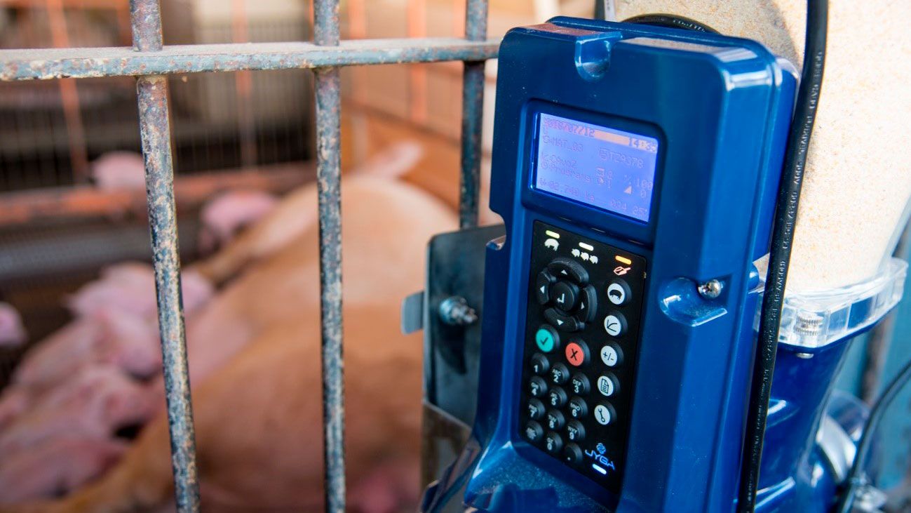 Farrowing Facilities UFMG/ ICA &ndash; photo by Amanda Le
