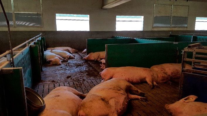 Photo 1. It is important to respond to the elevated nutritional needs that&nbsp;hyperprolific sows have at the end of gestation to reduce problems in neonatal piglets post-farrowing.
