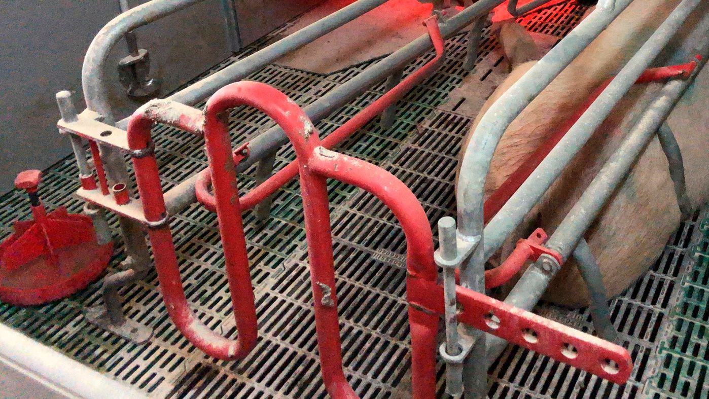 Photo 1. When using dishes to provide piglets with water, they must be kept clean and water must be added frequently.
