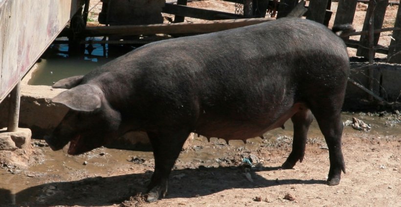 Nero Siciliano sow. Source: OppidumNissenae