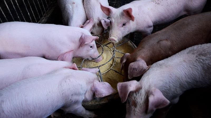 Probiotics may be better able to&nbsp;modulate a young animal&rsquo;s microbiota than that of a&nbsp;mature pig.
