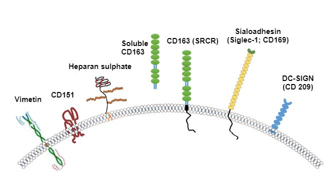 Image 2. Illustration of the receptors generally considered for PRRSV. Source: Zhang, Q., Yoo, D. (2015)
