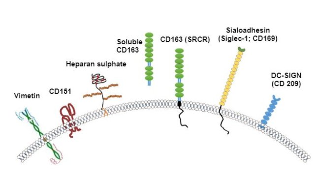 Image 2. Illustration of the receptors generally considered for PRRSV. Source: Zhang, Q., Yoo, D. (2015)