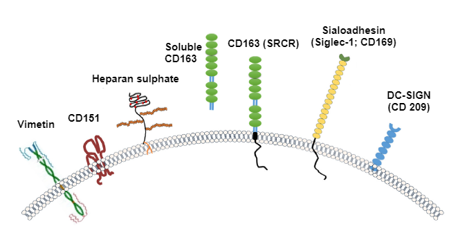 Image 2. Illustration of the receptors generally considered for PRRSV. Source: Zhang, Q., Yoo, D. (2015)
