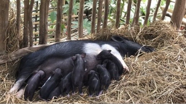 RHoMIS survey by Livestock CRP in Son La Province, Vietnam (photo credit: ILRI/Tu Mai)