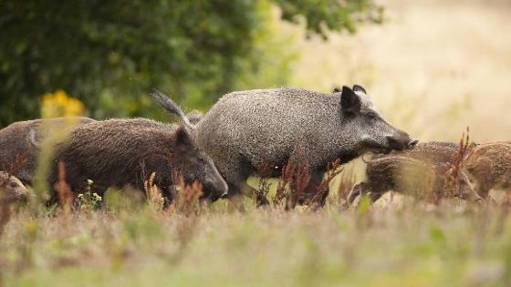 First ASF case confirmed in Germany - Swine news - pig333, pig to pork ...