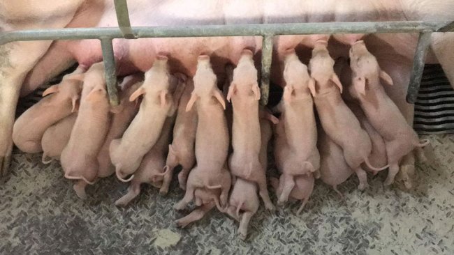 Stimulating the sow's milk production