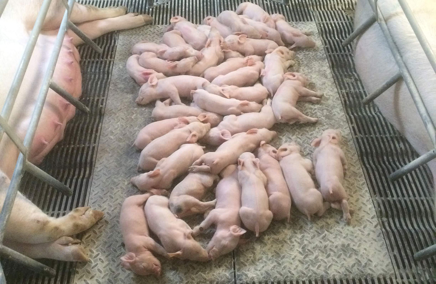 Best litter for pigs hotsell