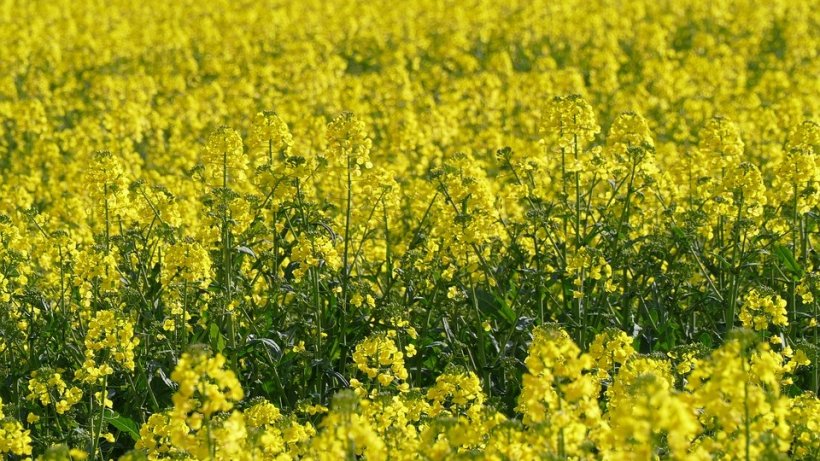 Canola field
