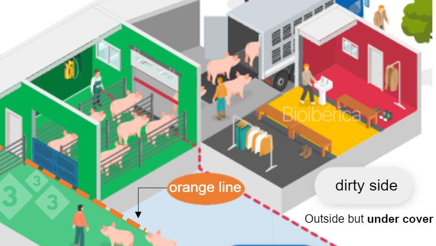 Image 1. Load out chute designed for stage loading of pigs onto a truck. A double line of separation (red and orange dashed lines) has been created between clean and dirty zones to improve the biosecurity of this process. Image courtesy of Bioiberica.
