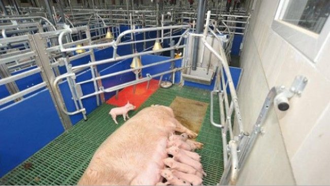 1. House equipment: Innovative Farrowing pens - solutions for more Animal Welfare and Farm Animal Husbandry: WEDA FiT Pen.