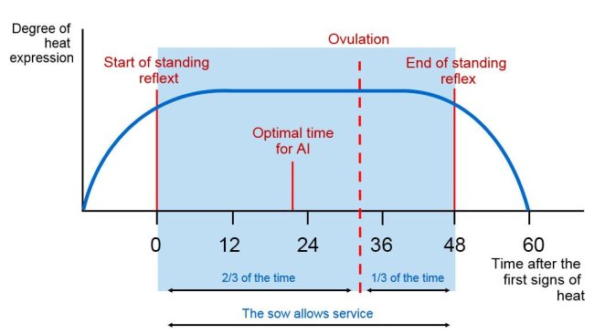 Figure 1. Graphical representation of the standing reflex, ovulation, and optimal AI timing in a sow with a 60h estrus. Source: Carles Casanovas.