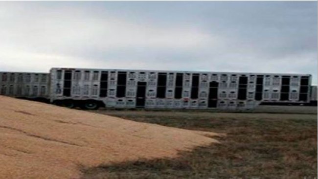 Image 2. Close proximity of contaminated transport vehicles and external corn storage. Courtesy of Dr. Doug McDougald.
